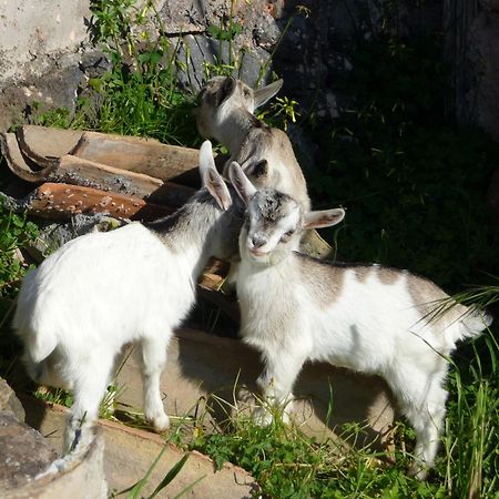 Agriturismo Biologico Corte Aragonese 산타마리아디리꼬디아 외부 사진